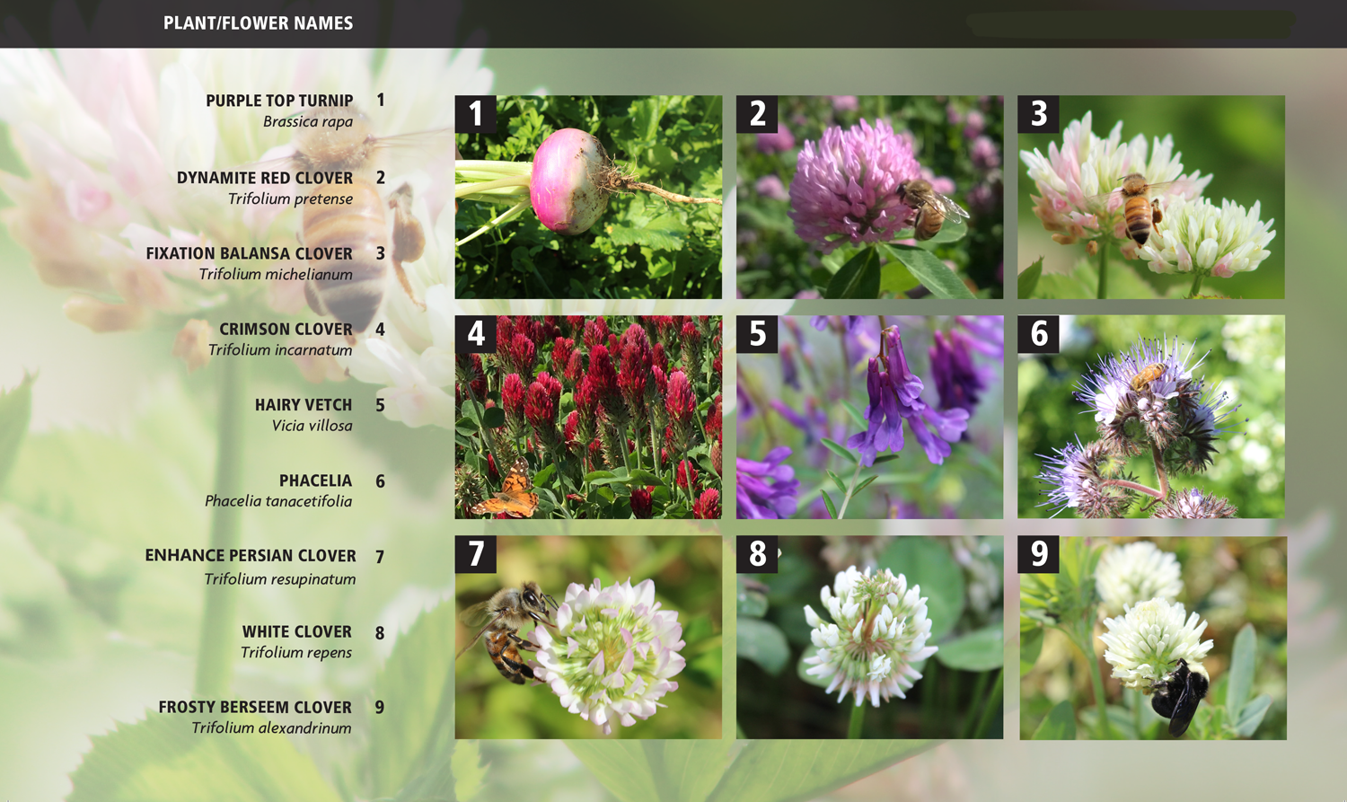 pastures-for-pollinators-flowers-print